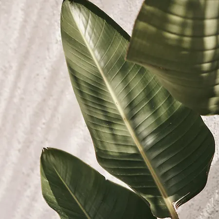 Hotell Amyth Of Mykonos Agios Stefanos (adults Only)