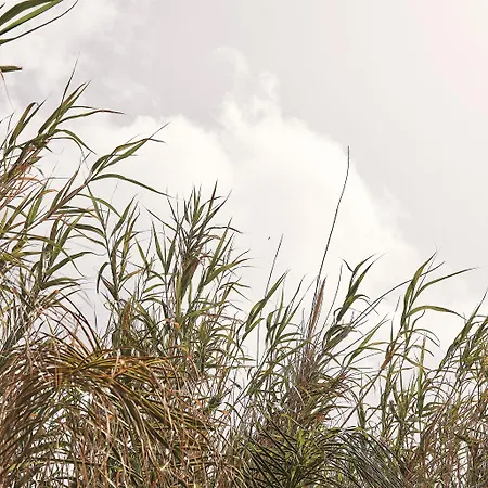 Hotell Amyth Of Mykonos Agios Stefanos (adults Only) Agios Stefanos (Mykonos)