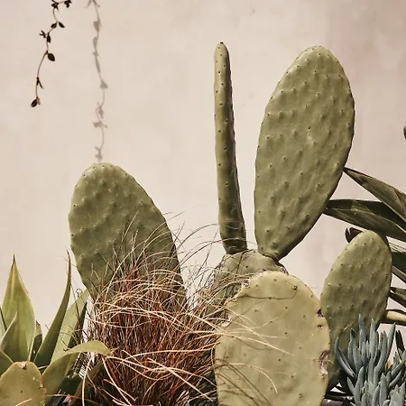 Amyth Of Mykonos Agios Stefanos (adults Only)