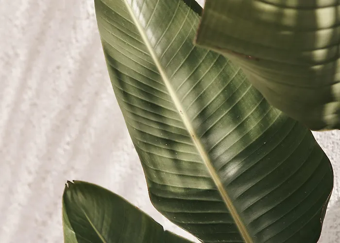 Отель Amyth Of Mykonos Agios Stefanos (adults Only)