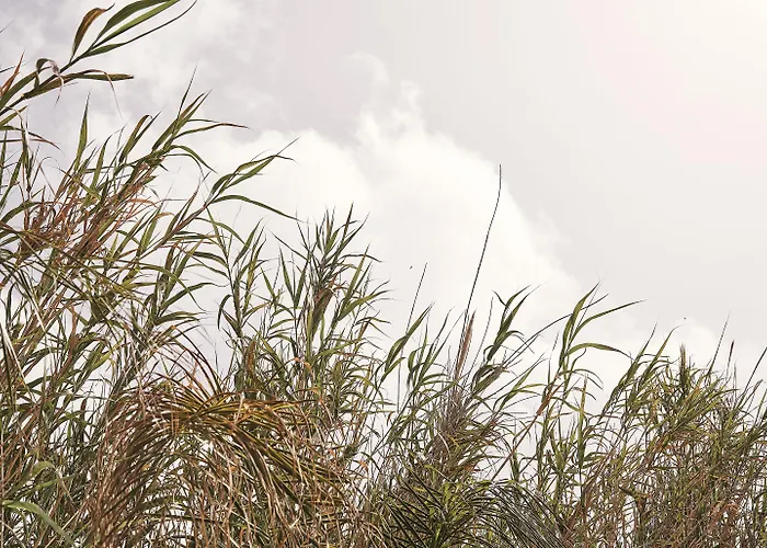 Отель Amyth Of Mykonos Agios Stefanos (adults Only) Агиос-Стефанос